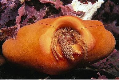 《红霞岛》开发已正式结束 服务器仍将保持在线